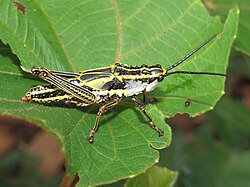 Aularches miliaris - Nymph at Peravoor (5).jpg