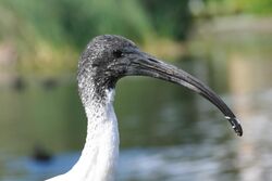 Australian White Ibis head.JPG