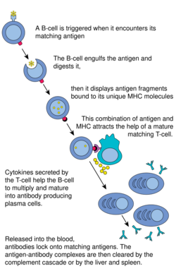 B cell activation.svg