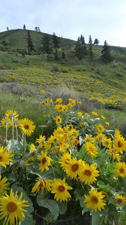 Balsamorhiza sagittata 10.jpg