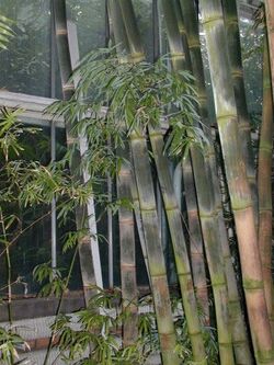 Bambusa-vulgaris.web.jpg