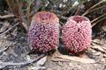 Banksia blechnifolia ANBG 1 Nov 06 orig.jpg