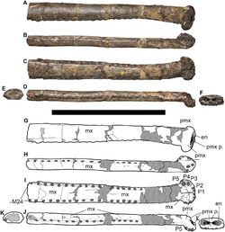 Bathysuchus megarhinus holotype.png