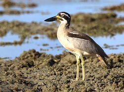 Beach Stone-curlew 7562.jpg