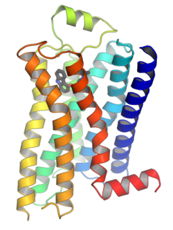 Beta-2-adrenergic-receptor.png