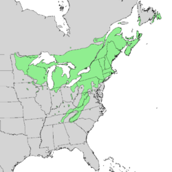 Betula alleghaniensis range map 1.png