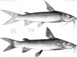 Biologia centrali-americana. Pisces (1906) (20760845501).jpg