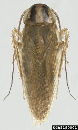 Blattella asahinai the Asian cockroach - adult 05.jpg