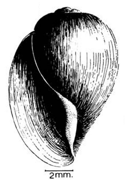 Bulinus globosus shell.png
