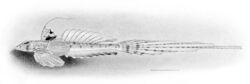 Callionymus decoratus.jpg