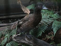 Campbell Island Teal, Pengo.jpg