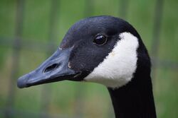 Canada Goose Head Profile.jpg