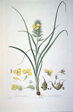 Cartonema spicatum (Illustrationes Florae Novae Hollandiae plate 7).jpg