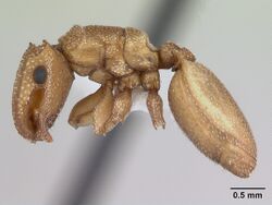 Cephalotes grandinosus casent0173699 profile 1.jpg