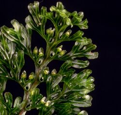 Close up of Hymenophyllum australe frond.jpg