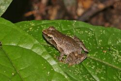 Coast river frog (Phrynobatrachus plicatus).jpg