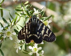 Comocrus behri. Mistletoe moth. (15757385254).jpg