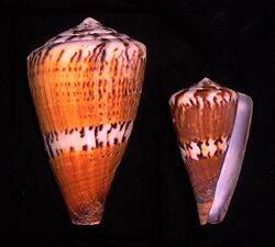 Conus capitaneus.shell001.jpg