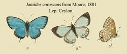 CoruscansMoore1881LepCeylon.JPG