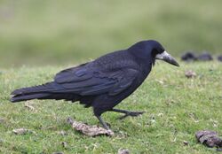 A black bird on grass