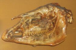 "C. mediterraneum" skull