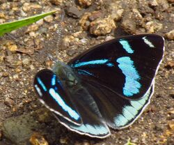 Cyan-banded Perisama, Machu Picchu.jpg