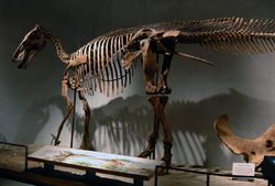 DMNS Edmontosaurus.png