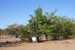 Damaraland-Chèvres et mopanes.jpg