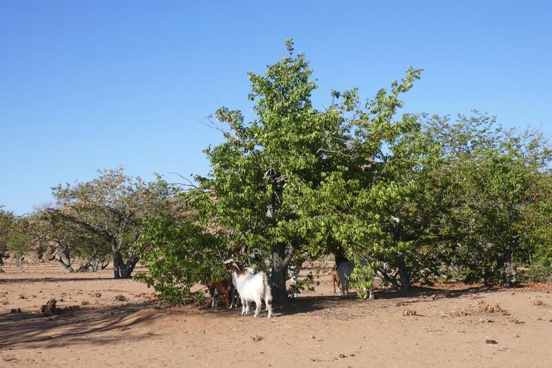 File:Damaraland-Chèvres et mopanes.jpg