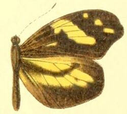 Dismorphia arcadia female.JPG