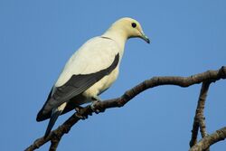 Ducula bicolor - Chinese Garden.jpg