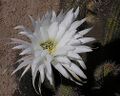 Echinopsis strigosa (8417473500).jpg