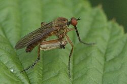 Empis.livida.with.prey.jpg