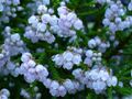 Erica capensis flower.JPG