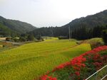Eriyama rice terraces Saga Ogi down view.JPG