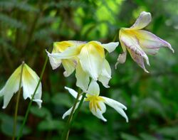 Erythronium helenae 3.jpg