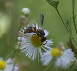 Euodynerus annulatus P1180816a.jpg