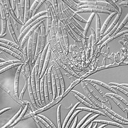 Macroconidia of "Gibberella zeae"