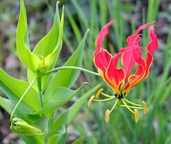 Flame Lily.jpg