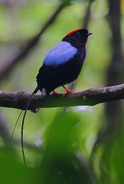 Flickr - Rainbirder - Long-tailed Manakin (Chiroxiphia linearis).jpg