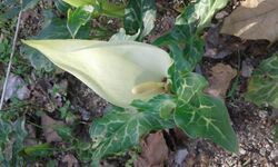 Flor de Arum italicum.jpg