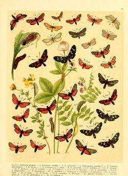Fr. Berge's Schmetterlingsbuch nach dem gegenwärtigen Stande der Lepidopterologie neu bearb. und hrsg. von Professor Dr. H. Rebel (Plate 50) (6058533745).jpg