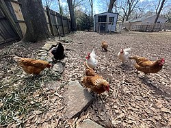 Free range chickens are an important part of the ecosystem for a local land lab.  The chickens eat insects, greens, and grain.  They produce eggs and manure.  Their manure is used as a garden fertilizer.