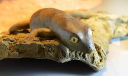 Gecko de Delcourt Hoplodactylus delcourti GLAM MHNL 2016 3741.jpg