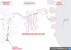 Glycans and RNA.png