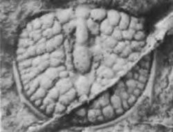 Glyptagnostus reticulatus pygidium.jpg