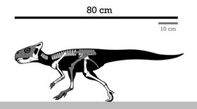 Graciliceratops Skeleton Reconstruction.jpg