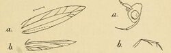 Haplochrois gelechiella illustrations.JPG