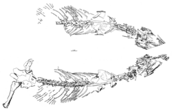 Heleosaurus scholtzi holotype.png