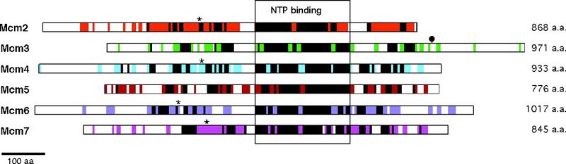 File:Homology shared within the Mcm2-7 protein family.jpg
